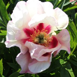 Vision of Sugar Plums Peony Showgarden Holland 27-05-2017 111 (3)
